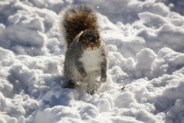 雪中跳跃的松鼠图片下载