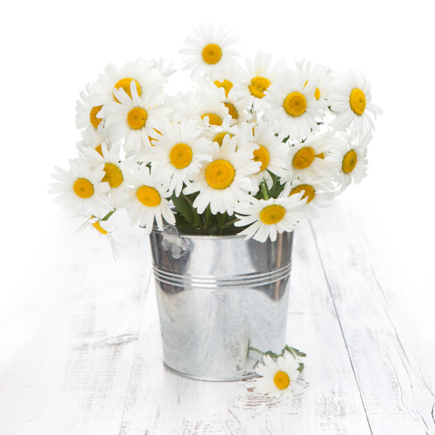 桶装洋甘菊图片下载