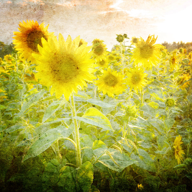 复古的景观图片下载