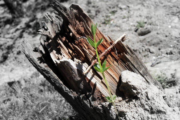 年轻的增长图片下载