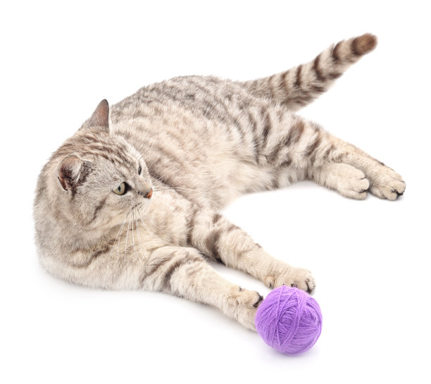灰色的猫和紫色的球。图片下载