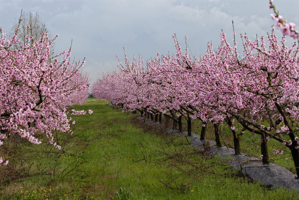 桃花开了。图片下载