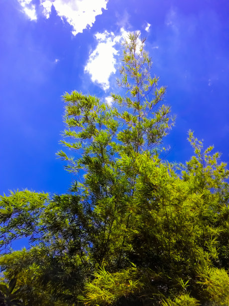 竹林天空和云图片下载
