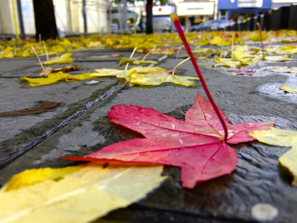 红色的叶子图片下载