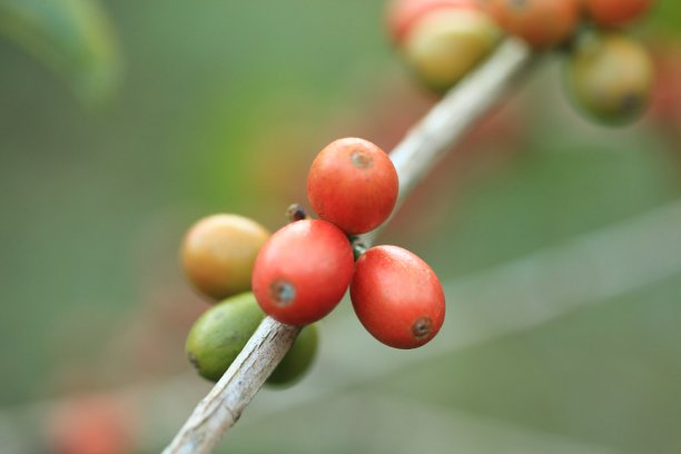 煮熟咖啡豆的咖啡树图片下载