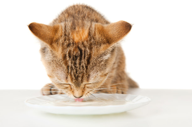 一碟清漆里的小猫牛奶图片下载