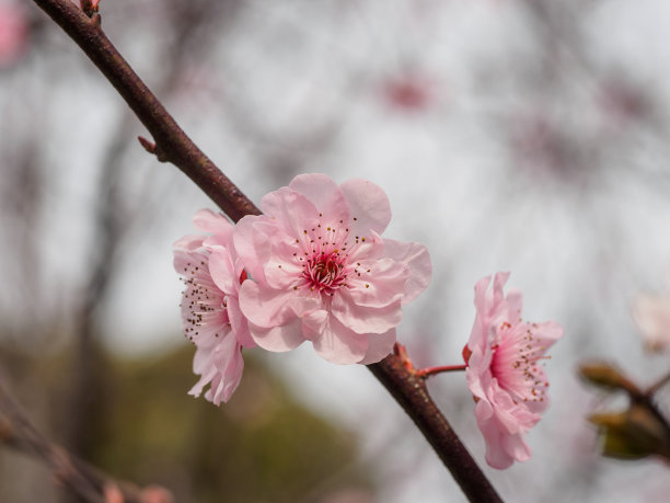 春季花卉系列：公园里美丽的红梅花素材图片