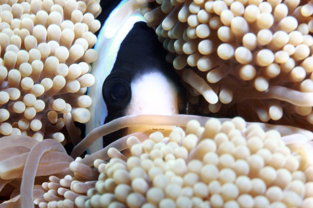 克拉克的海葵鱼， 安菲普里翁 · 克拉克图片下载