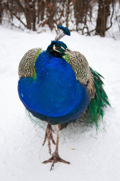 美丽的孔雀图片下载