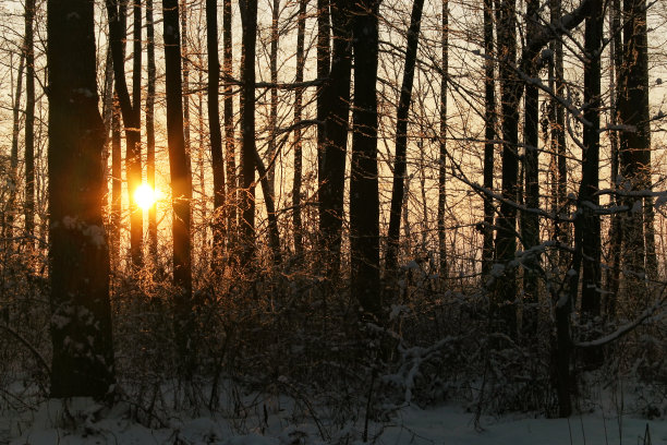 冬日森林里的阳光。图片下载