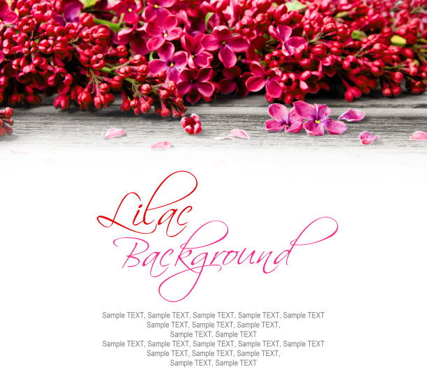 淡紫色花朵图片下载