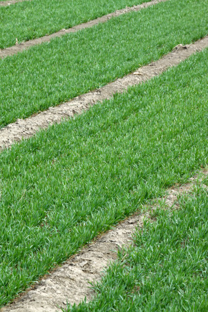 小麦的自然风光图片下载