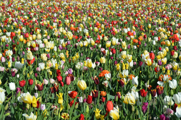 野生郁金香图片下载