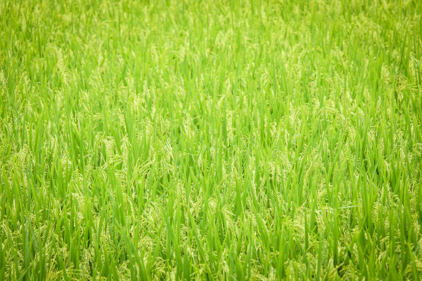 鲜稻田背景图片下载