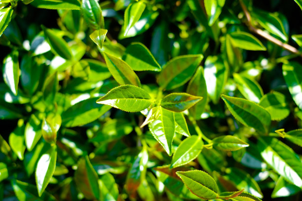 中国台湾阿里山茶园有机茶芽与茶叶图片下载
