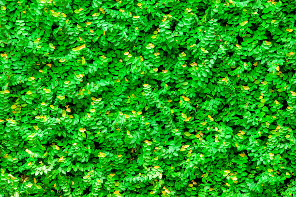 绿叶墙背景图片下载