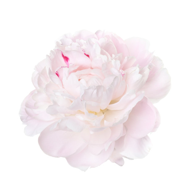娇嫩的淡粉色牡丹孤立在白色背景上图片下载