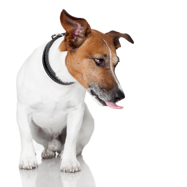 狗碗饿了吃饭图片下载