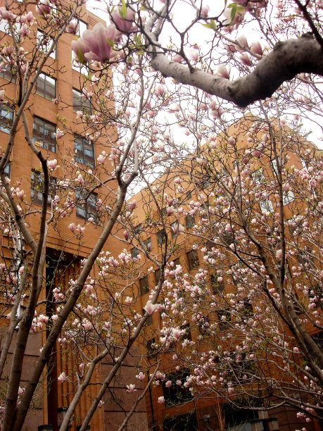 盛开的纽约系列，图3图片下载