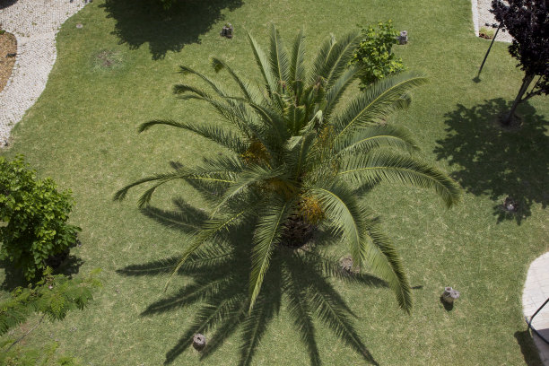 上面的棕榈树图片下载