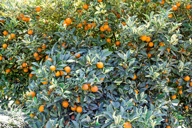 橙树图片下载