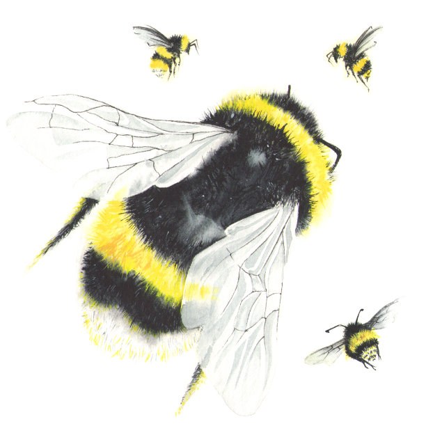 水彩蜜蜂孤立在白色。素材图片