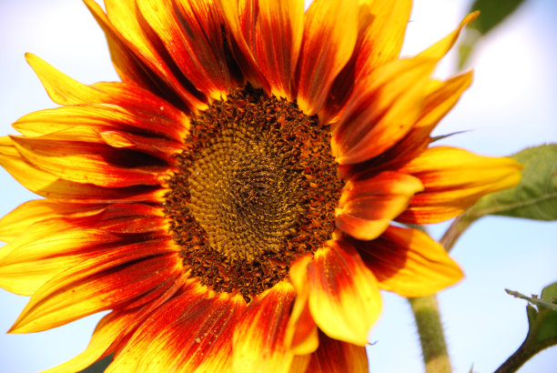 向日葵图片下载