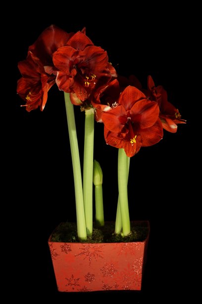 红色的孤挺花在黑色的背景上图片下载