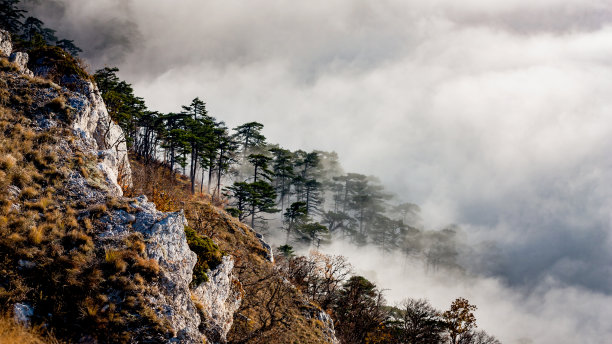 山上有雾，山坡上有松林图片下载