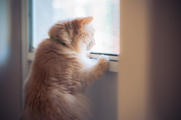 姜黄色的虎斑猫看着窗外图片下载