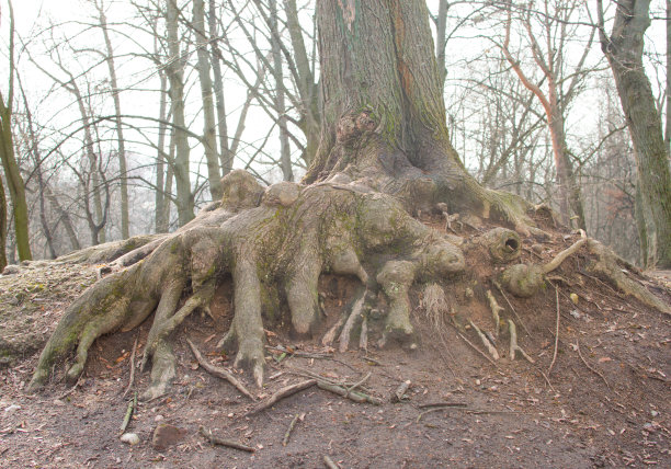 老菩提树裸露的根图片下载