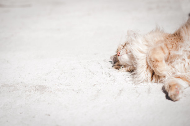 姜黄色的虎斑猫在凉爽的人行道上滚来滚去图片下载