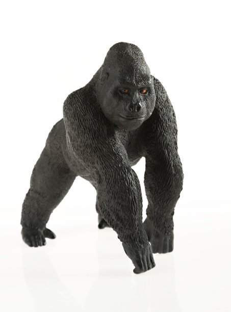 大猩猩图片下载