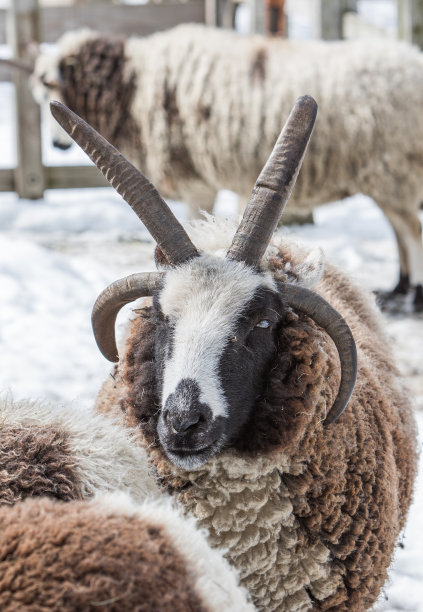 有角绵羊雅各布图片下载