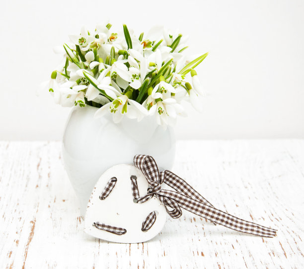 雪花莲图片下载