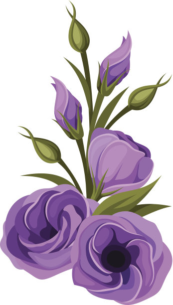 紫色桔梗花。矢量插图。图片下载