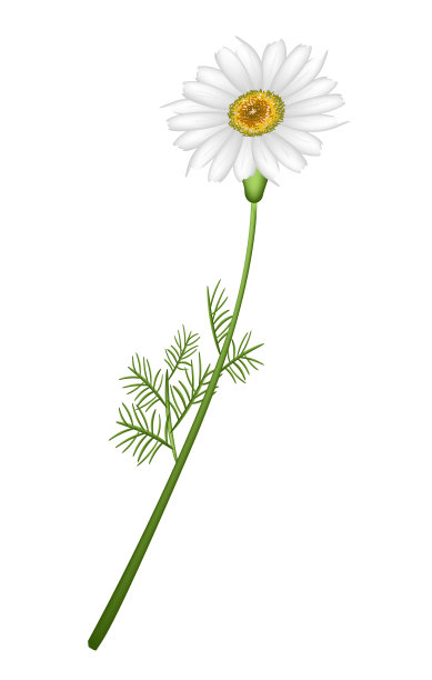 可爱的新鲜洋甘菊花在白色的背景图片下载