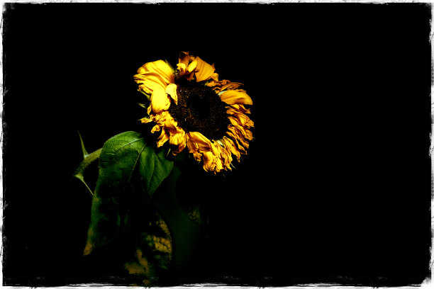 旧的向日葵图片下载