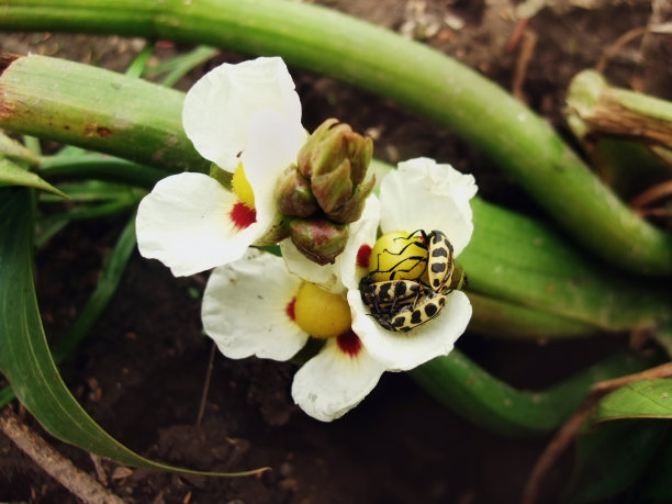 两栖植物图片下载
