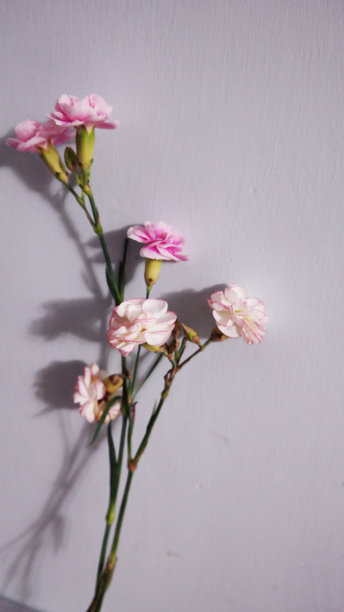 康乃馨花图片下载