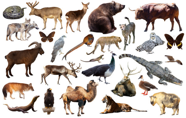 亚洲动物隔离图片下载