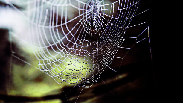 蜘蛛网图片下载