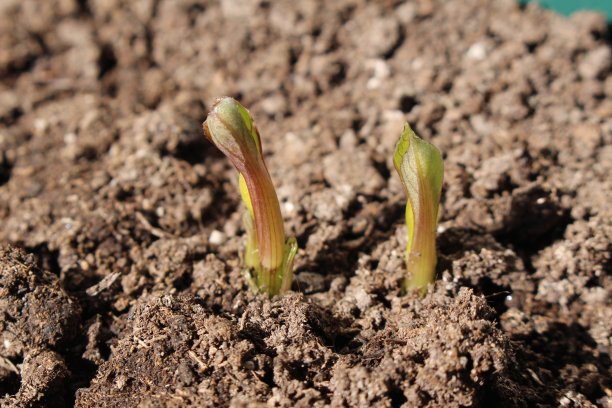 新鲜的大丽花芽图片下载