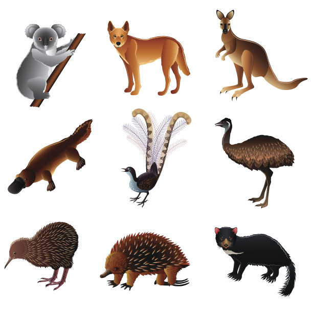 澳大利亚动物向量集图片下载
