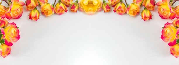 红色和黄色的玫瑰宽横幅图片下载