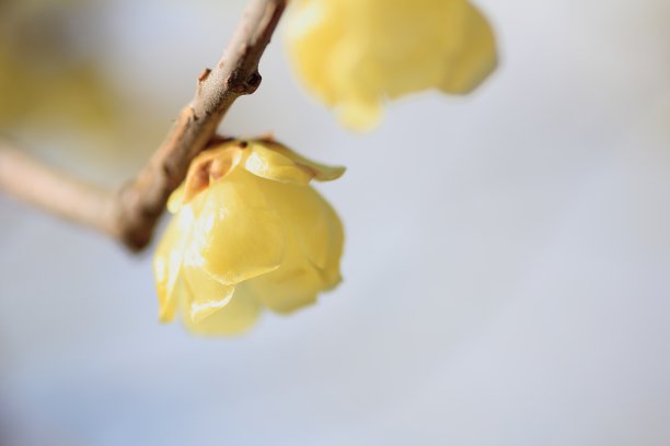 Chimonanthus praecox（冬香花）图片下载