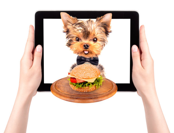 平板电脑屏幕上的狗狗和食物图片下载
