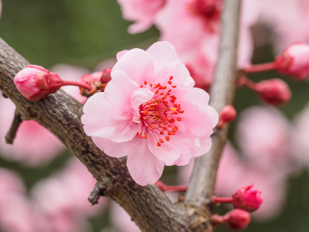 春花系列:公园里美丽的红梅，前景和背景模糊。图片下载
