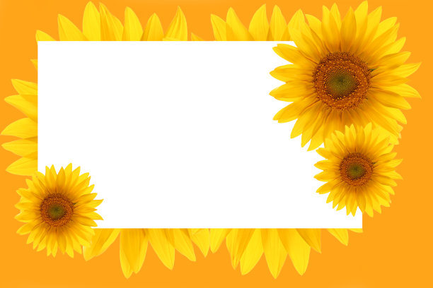 卡片向日葵框架花背景图片下载