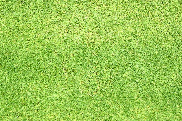 绿草的背景素材图片